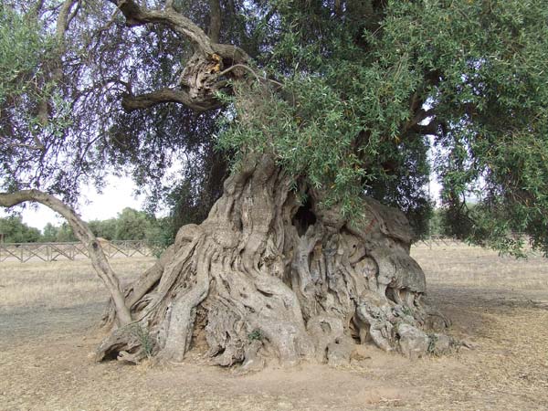 Uno dei grandi ulivi secolari